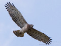 Naturspesialisten-slangeørn-short-toed eagle (Circaetus gallicus)