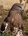 Short-toed Eagle. Oiseaux.net compilation