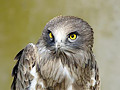 Short-toed Eagle. Search results for Circaete