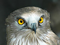 Short-toed Eagle. Search results for Culebrera