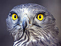 Short-toed Eagle. Search results for Schlangenadler