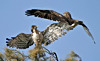 Short-toed Eagle. photo.net
