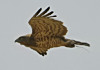 Short-toed Eagle. photo.net