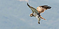 Search results for Short-toed Eagles photos on HoverOverUs • Short-toed-Eagle