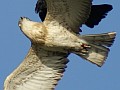Short-toed Eagle (CIRCAETUS GALLICUS) / by KING R. 2008