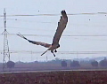 Short-toed Eagles hunt above cultivated fields. Video by Ron Milgalter