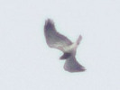 Short-toed Eagle's Festoon flight in pictures