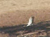 Short-toed Eagle chasing a rodent. Video by Ron Milgalter