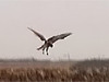 Short-toed Eagle catching a rodent. Video by Sameh Darawshi