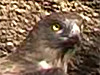 Short-toed Eagle eating a snake