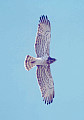 www.Sunbird.it - Nature - Raptor Migration