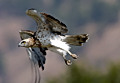 Short-toed Eagle. TrekNature search results for Circaetus gallicus