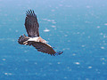 Short-toed Eagle. Photo 2