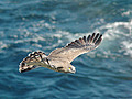 Short-toed Eagle. Photo 3