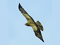 Short-toed Eagle. Photo 6