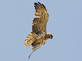 VR BW Gallery» Falconiformes» Accipitridae» Biancone Circaetus gallicus Short-toed Eagle