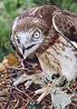 Short-toed Eagle. Milivoj Vuchanovich's photos