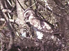 Circaetus gallicus. YouTube video