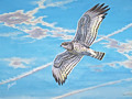 Short-toed Eagle (CIRCAETUS GALLICUS) / by ZEMLYANSKIH I. 2002