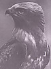 Short-toed Eagle. Black-and-white illustrations