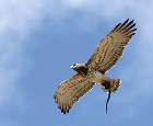 An adult Short-toed Eagle with prey in flight