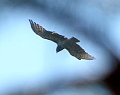 Fragments of Short-toed Eagles' flights in Northern Ukraine this year