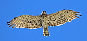 The female Short-toed Eagle hovered over the nest