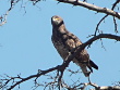 Konstantin Pismennyi, 05.04 : a pair of Short-toed Eagles at their breeding site : the female not far from the nest