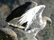 Bernard Joubert, 19.03 : the pair of Short-toed Eagles at their nest : the male in the beautiful demonstrative pose
