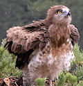 JOUBERT B. Changing Gallicus. 2009-2016. Haute-Loire