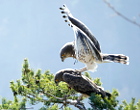 JOUBERT B. 2010-2016. Haute-Loire