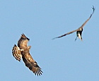 April 2014, photo by Corrado De Francesco : one Short-toed Eagle maybe has a transmitter on its back