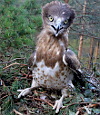 Young Short-toed Snake Eagle in the nest