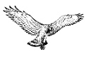 Circaetus gallicus (drawn by F. Perco from a photo)