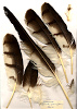 Featherbase: Short-toed Snake Eagle (Circaetus gallicus)