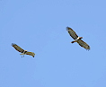 A pair of Short-toed Eagles in display flight / by Gilles BALANÇA