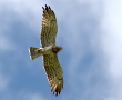 A colour-ringed male Short-toed Eagle, 18 years old