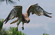 Jorge Rubio: Águila culebrera - Short-toed eagle (Circaetus gallicus)