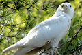 EL ÁGUILA BLANCA (Circaetus gallicus)