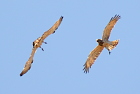 Two Short-toed Eagles together, Brassoir - 2016 / by Rémi Malignat