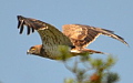 The artificial platform for Short-toed Eagle nesting