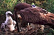 A pair of Short-toed Eagles on the nest