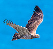 An adult short-toed eagle reaching the Spanish coast of the Strait of Gibraltar during spring