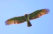 Short-toed Eagle nesting in the Visegrád Mountains