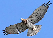 Short-toed Eagle adult female, by Marcin Lenart