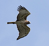 BRC. Short-toed Eagle migration trends