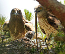 Short-toed Snake Eagle (Circaetus gallicus) in Croatia by Ante Karanušić