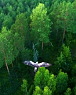 Short-toed Eagle in flight - view from above