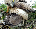 A picture of Short-toed Eagle nest taken with Go Pro