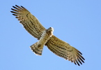 Adult Short-toed Eagle in flight. Photo by Guido Premuda